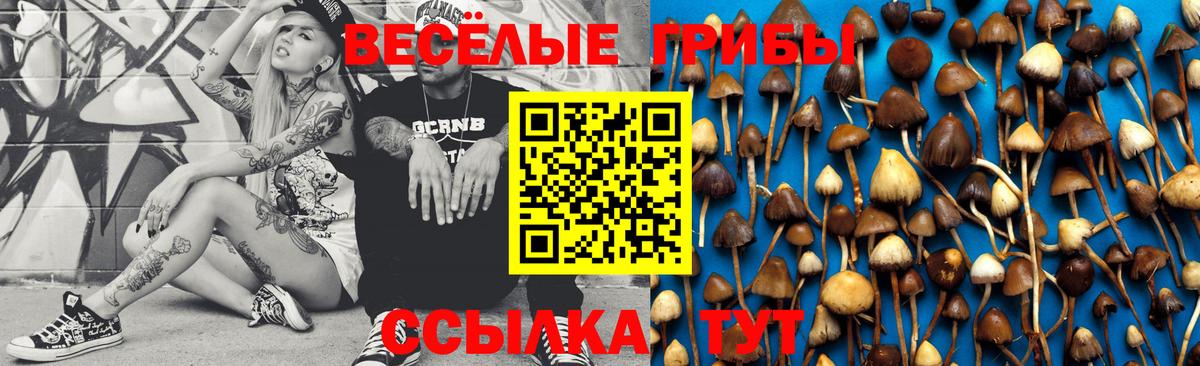 Псилоцибиновые грибы Psilocybe Бердск